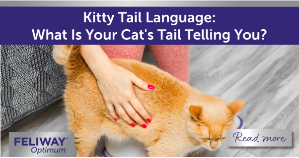 Ginger cat standing at a human’s feet with their tail upright.