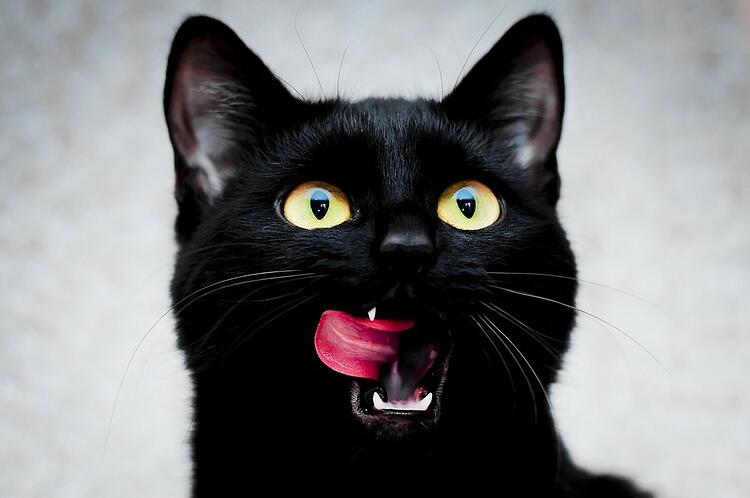 10 fascinating facts about black cats