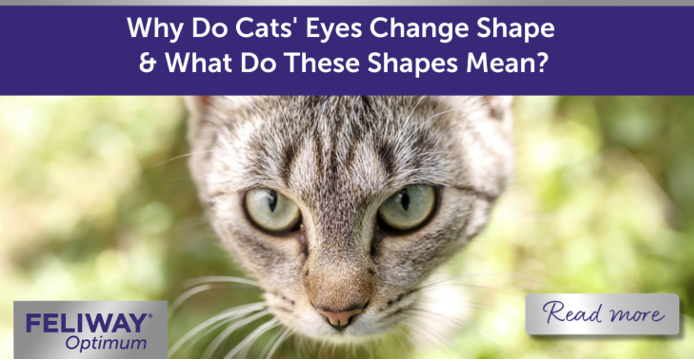 Why do Cat's Eyes Change Shape and What Do These Shapes Mean?