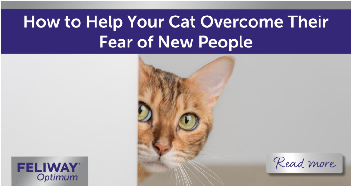 Shy cat with green eyes peeking through an open door.