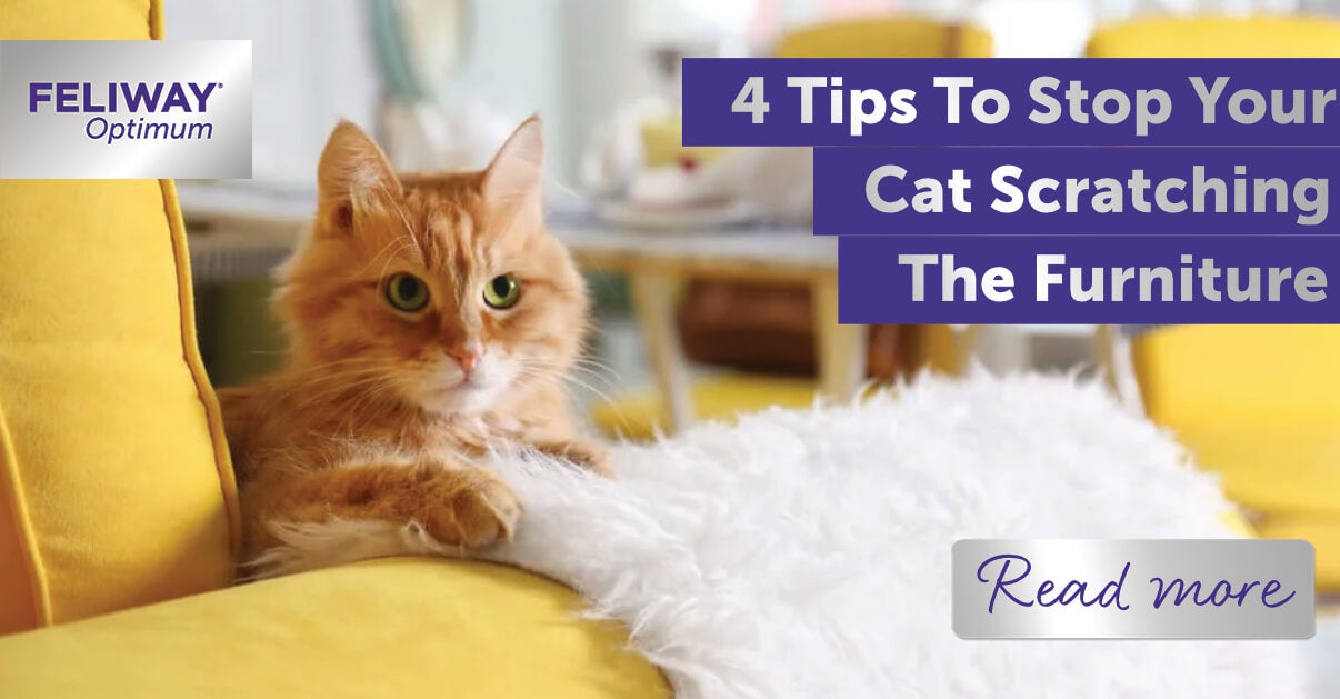 4 tips to stop your cat scratching the furniture