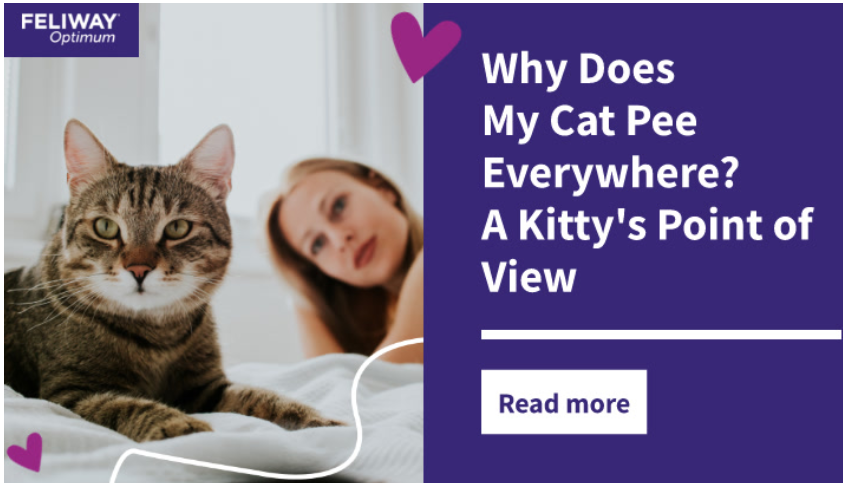 C:\Users\u435613\Downloads\A woman laying down behind at a cat laying on a blanket.
