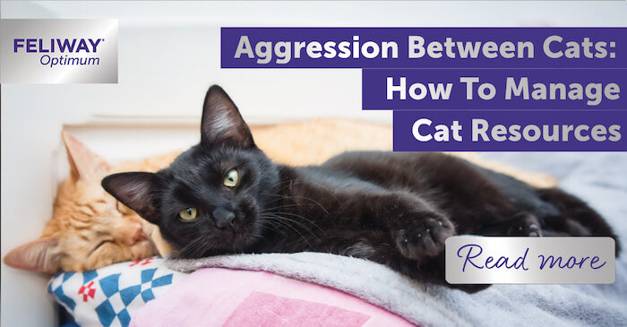 Aggression Between Cats: How To Manage Cat Resources Within Your Home
