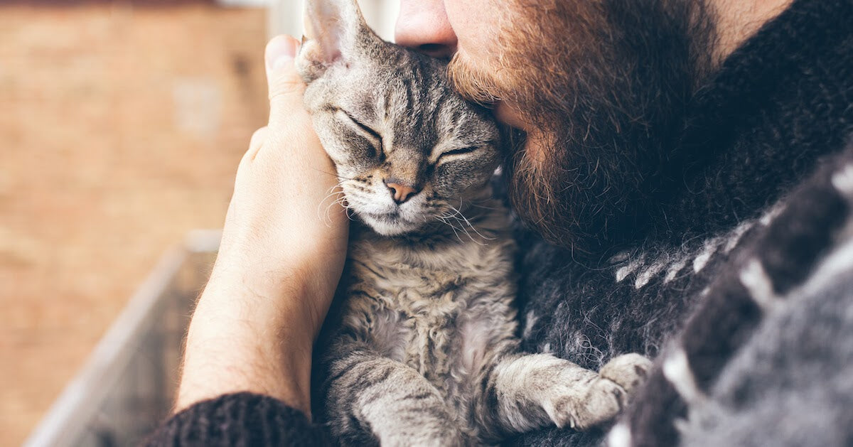 13 Ways to tell if a Cat is Purrrfectly Happy!