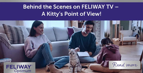 Behind the Scenes on FELIWAY TV – A Kitty’s Point of View!