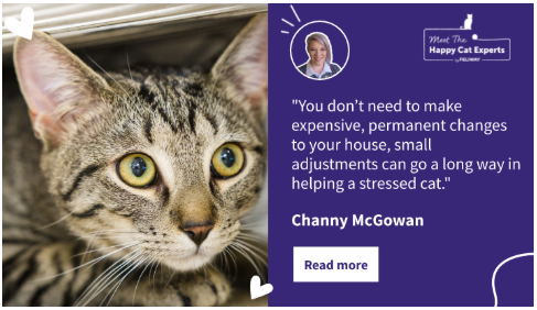 C:\Users\Phuong\Downloads\Cat with wide eyes hiding under a piece of furniture.
