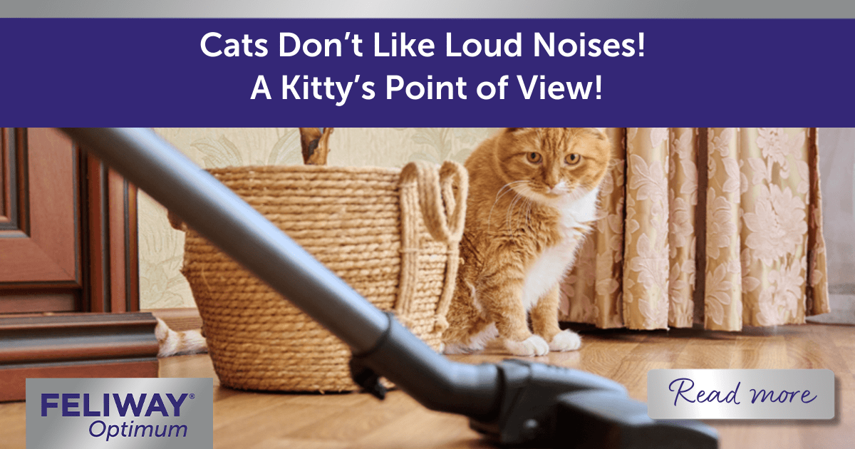 Cats Don’t Like Loud Noises!  A Cat’s Point of View!