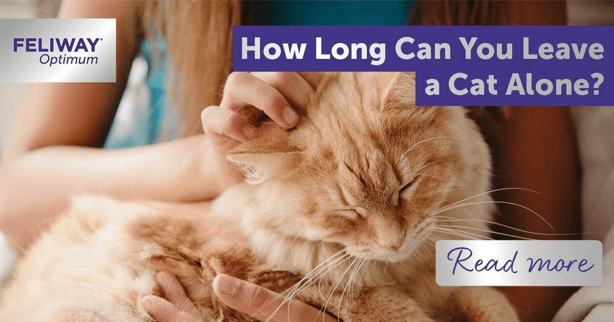 how long can you leave a cat alone