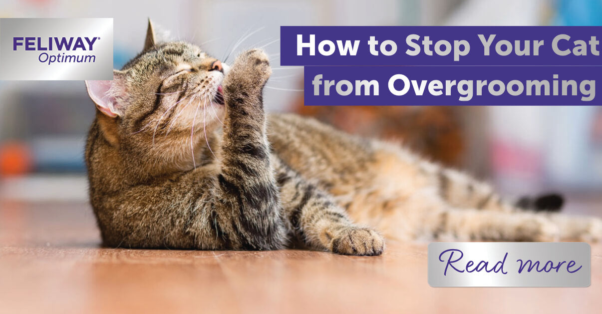 how to stop your cat from overgrooming