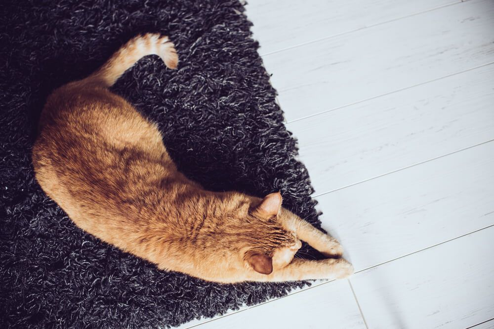 How To Stop Your Cat From Scratching the Carpet