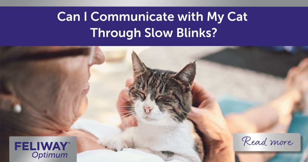 Can I Communicate with My Cat  Through Slow Blinks?