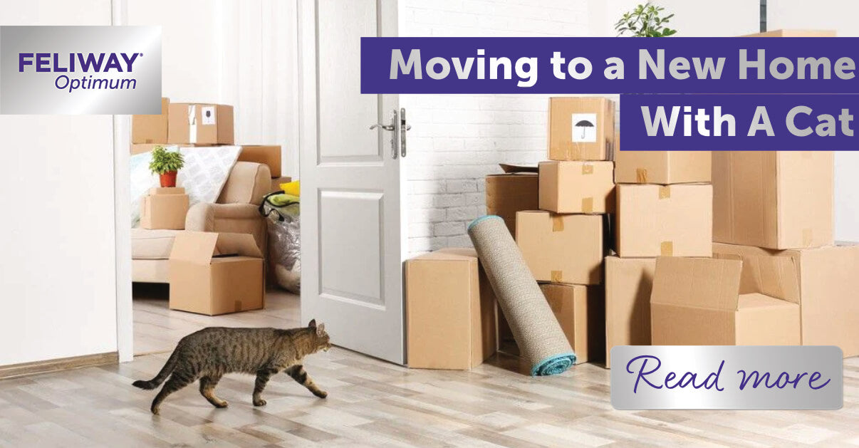 moving home with a cat