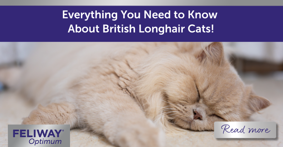 British Longhair cat sleeping on a rug.