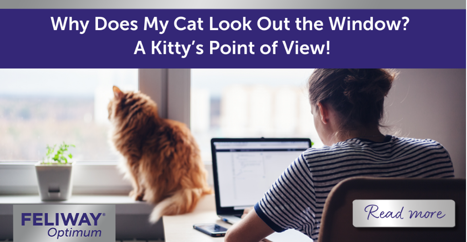 Cat looking out the window while a woman works on her laptop.