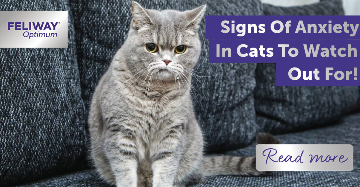 signs of cat anxiety - what to watch for