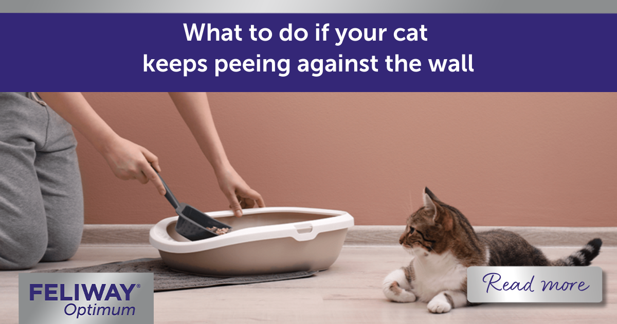 What To Do If Your Cat Keeps Peeing Against the Wall