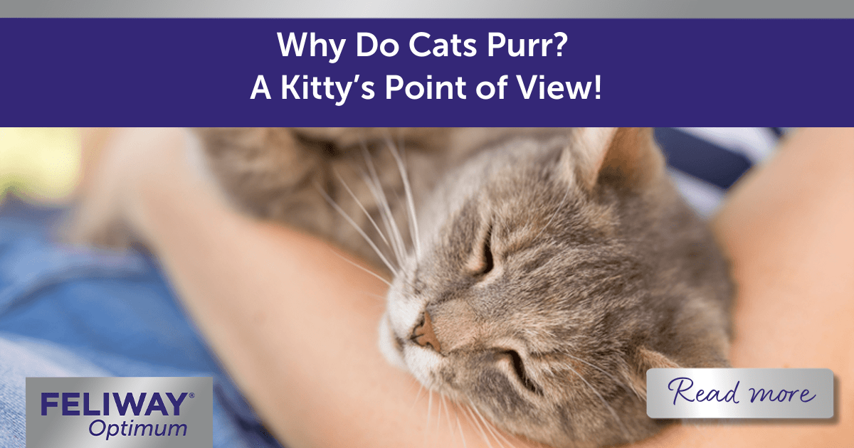 Why Do Cats Purr? A Kitty’s Point of View!