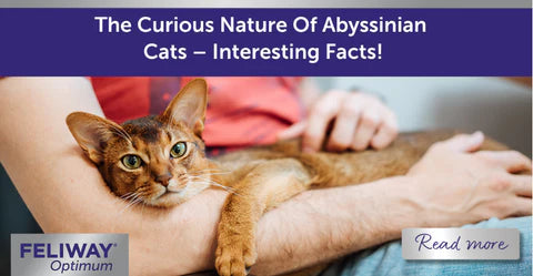 abyssinian cat facts