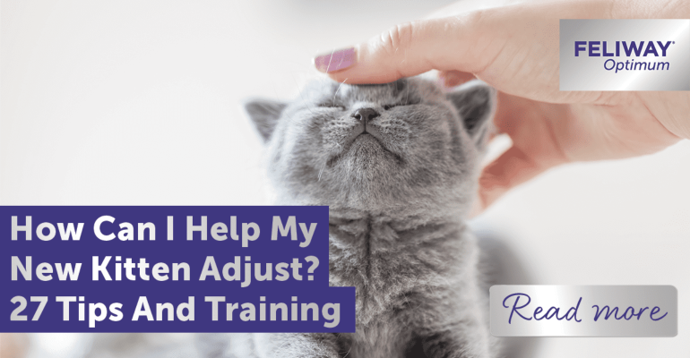 How Can I Help My New Kitten Adjust? 27 Tips and Training Points to Know!