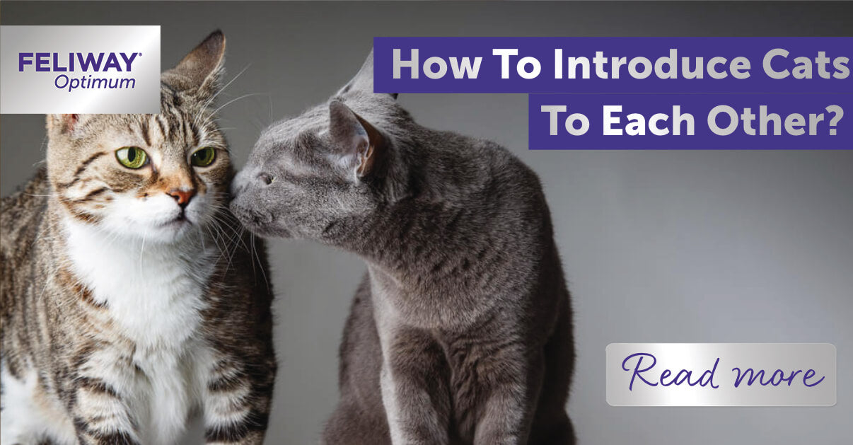 how to introduce cats