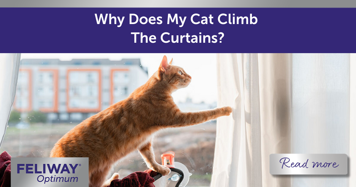 Ginger tabby cat pawing at the curtains