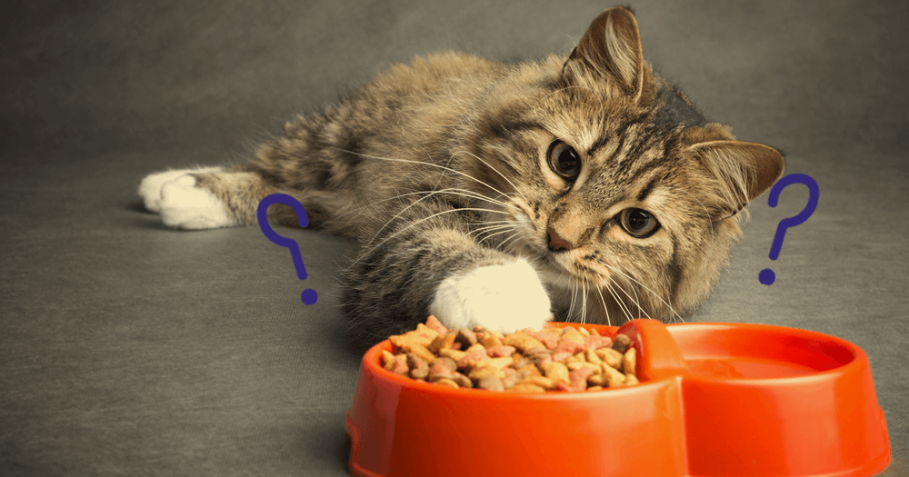 What to Do If Your Cat is Not Eating and is Hiding