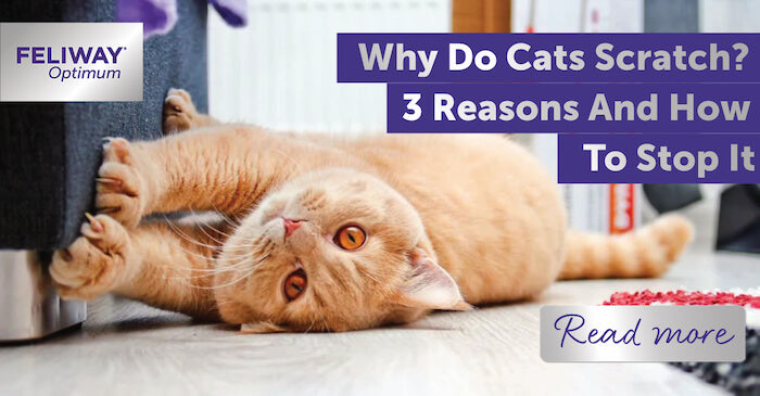 Why Do Cats Scratch? 3 Reasons and How To Stop It